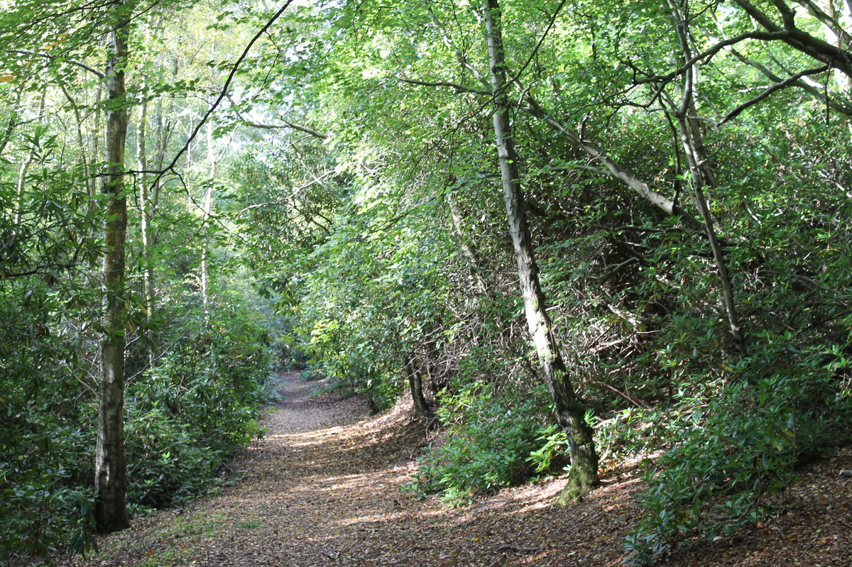 looking down the Greensand way near A24